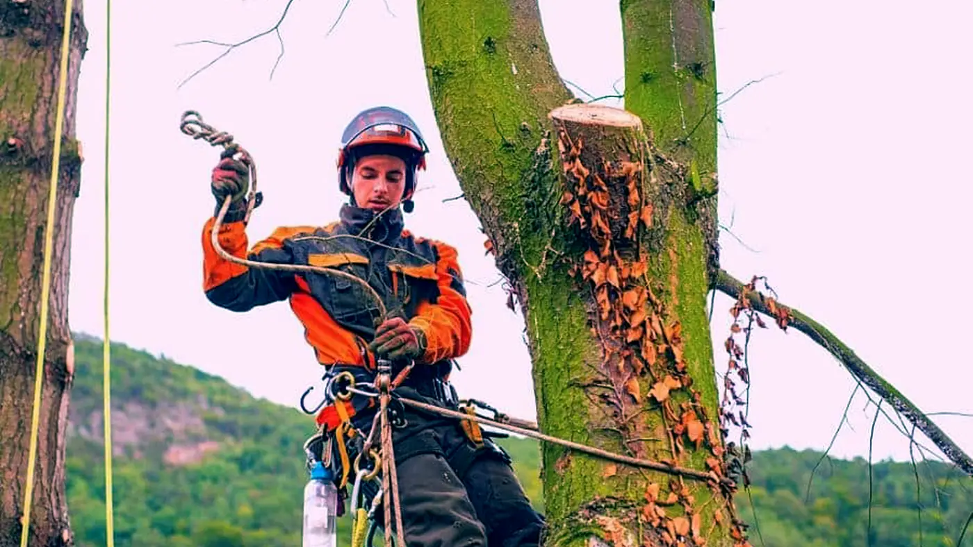 Abattage par démontage d’un arbre en milieu contraint